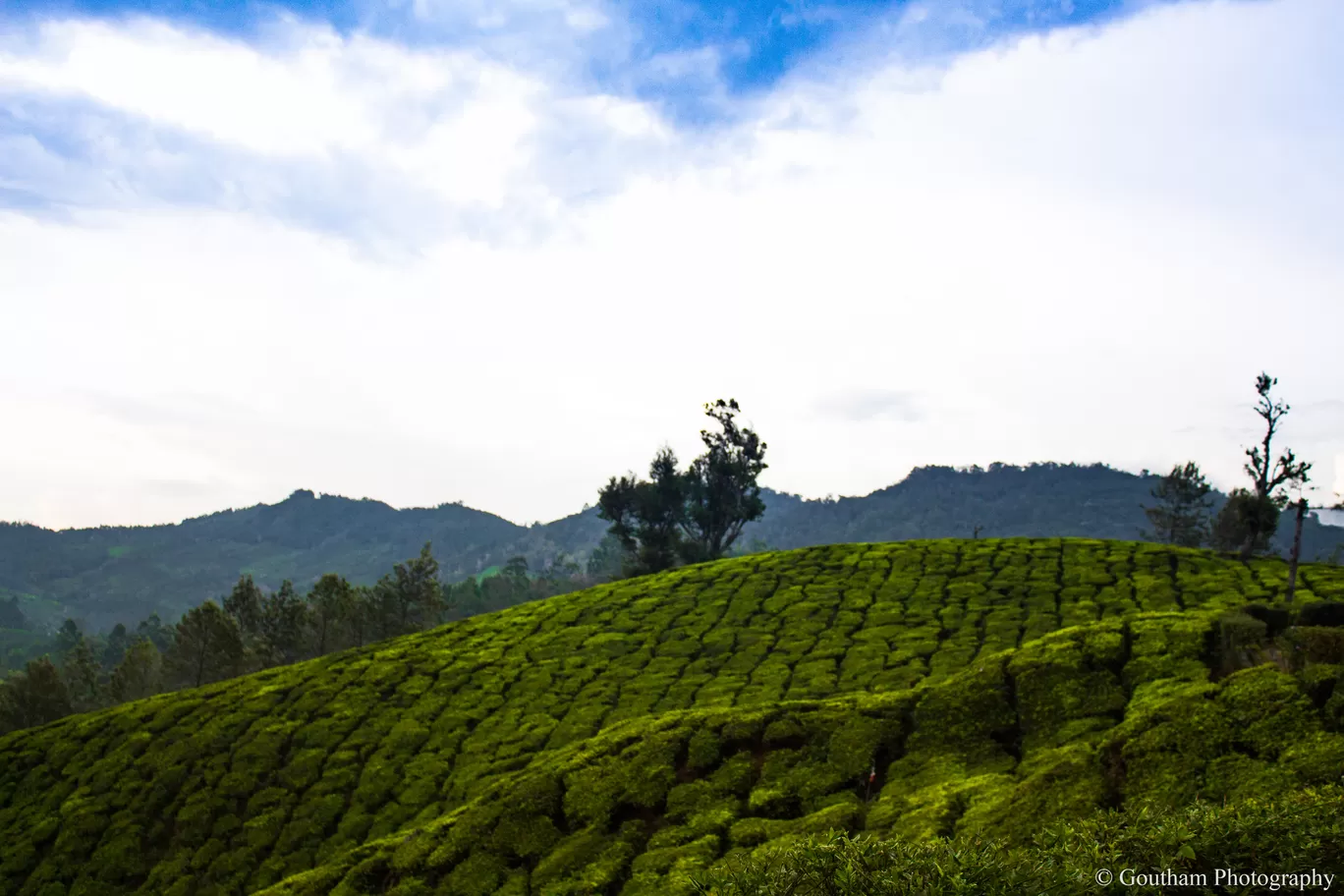 Photo of Munnar By GOUTHAMKUMAR JANAKIRAMAN