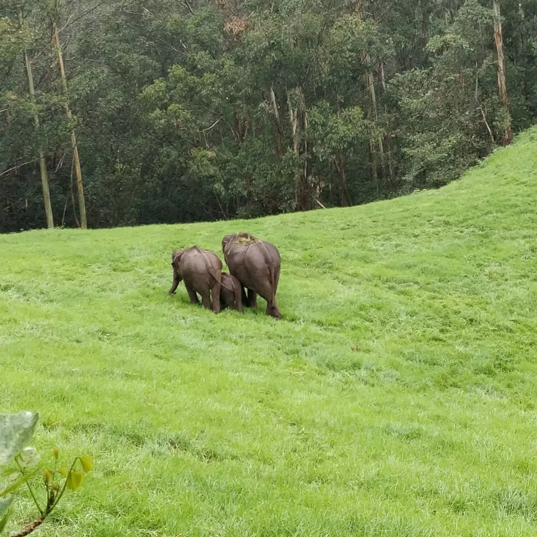 Photo of Munnar By Sushant Rai