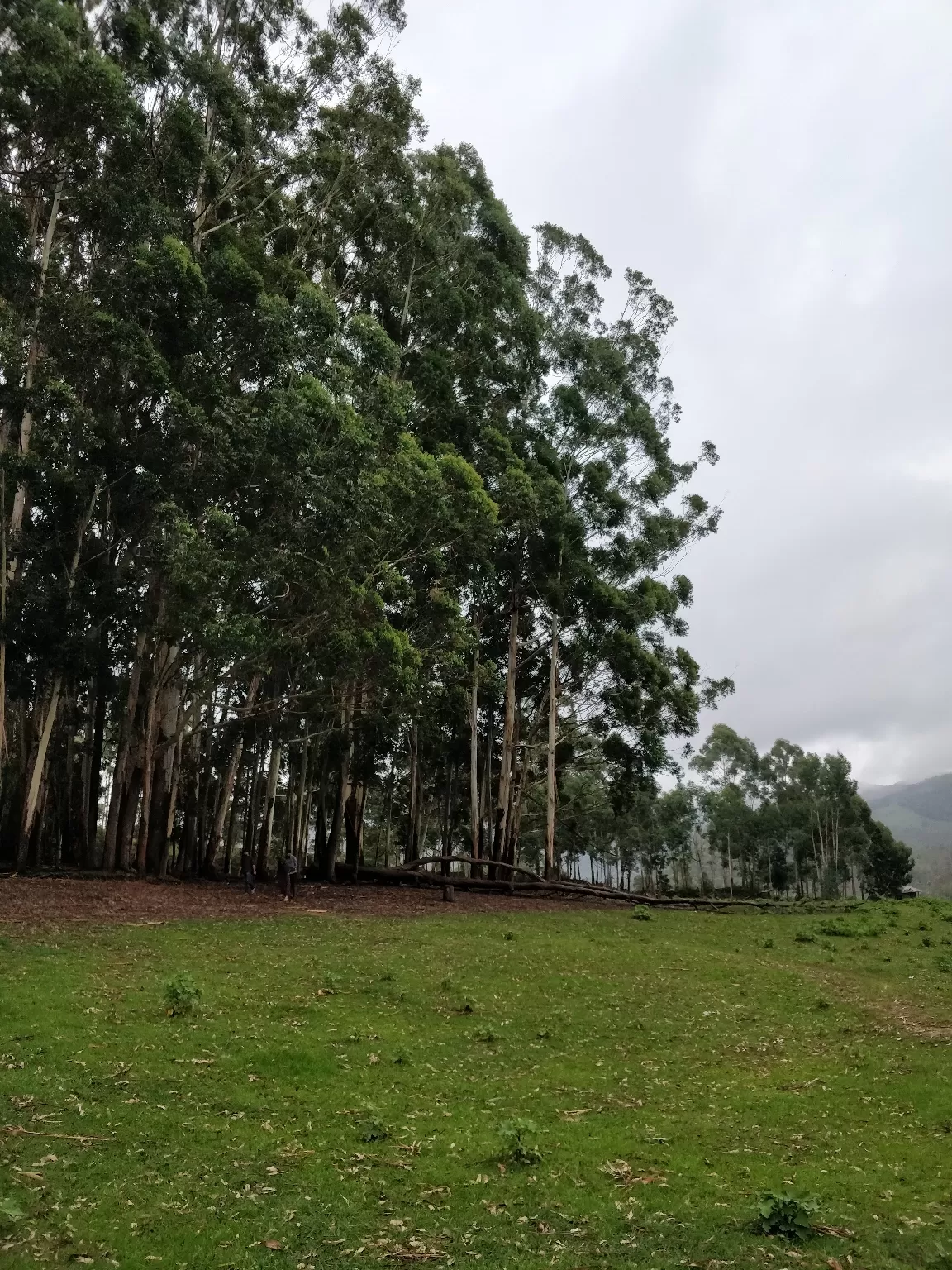 Photo of Munnar By Sushant Rai