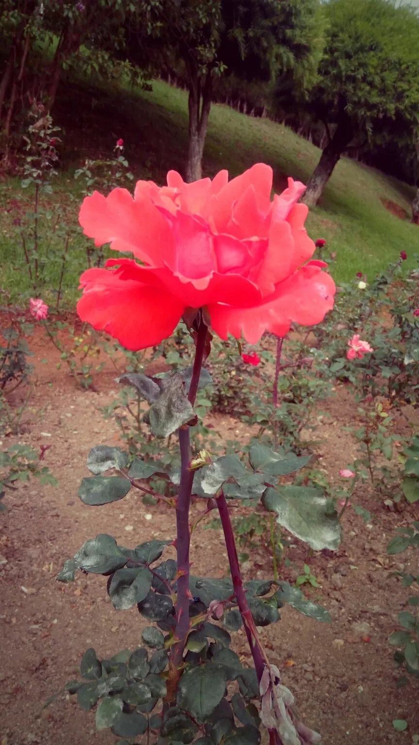 Photo of Ooty Botanical Gardens By Aaditya Dwivedi (solo traveller)