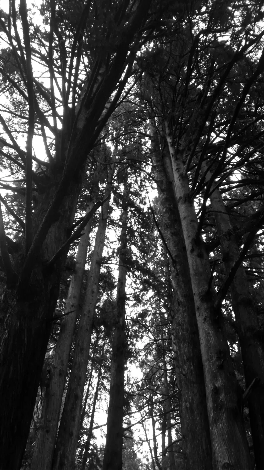 Photo of Ooty Botanical Gardens By Aaditya Dwivedi (solo traveller)