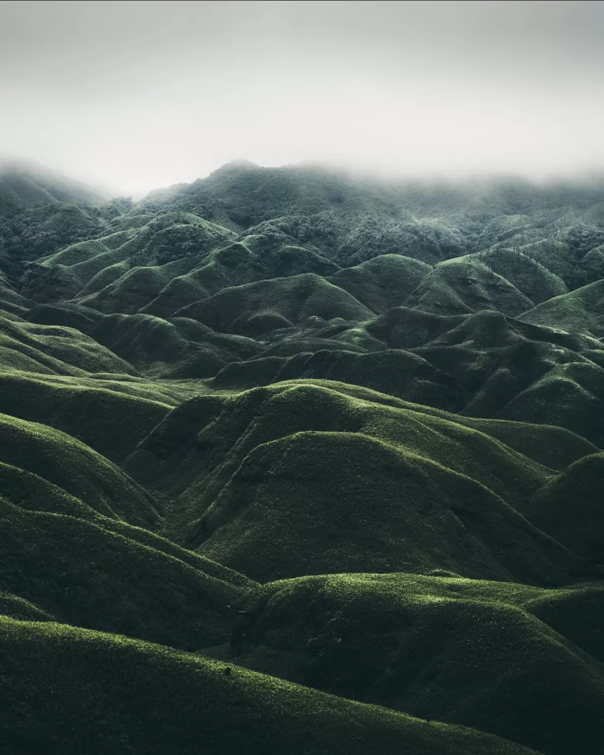 Photo of Dzükou Valley By GoutamRaj Thwdam