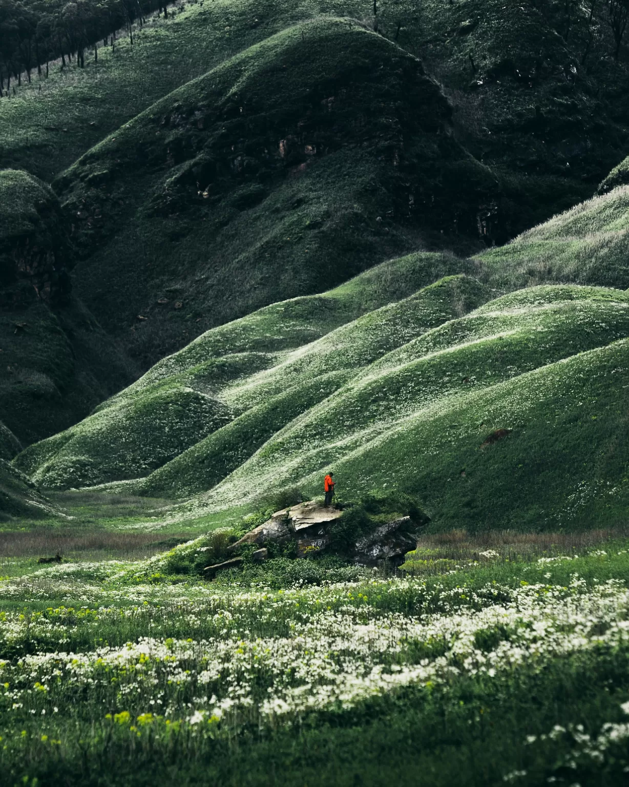 Photo of Dzükou Valley By GoutamRaj Thwdam