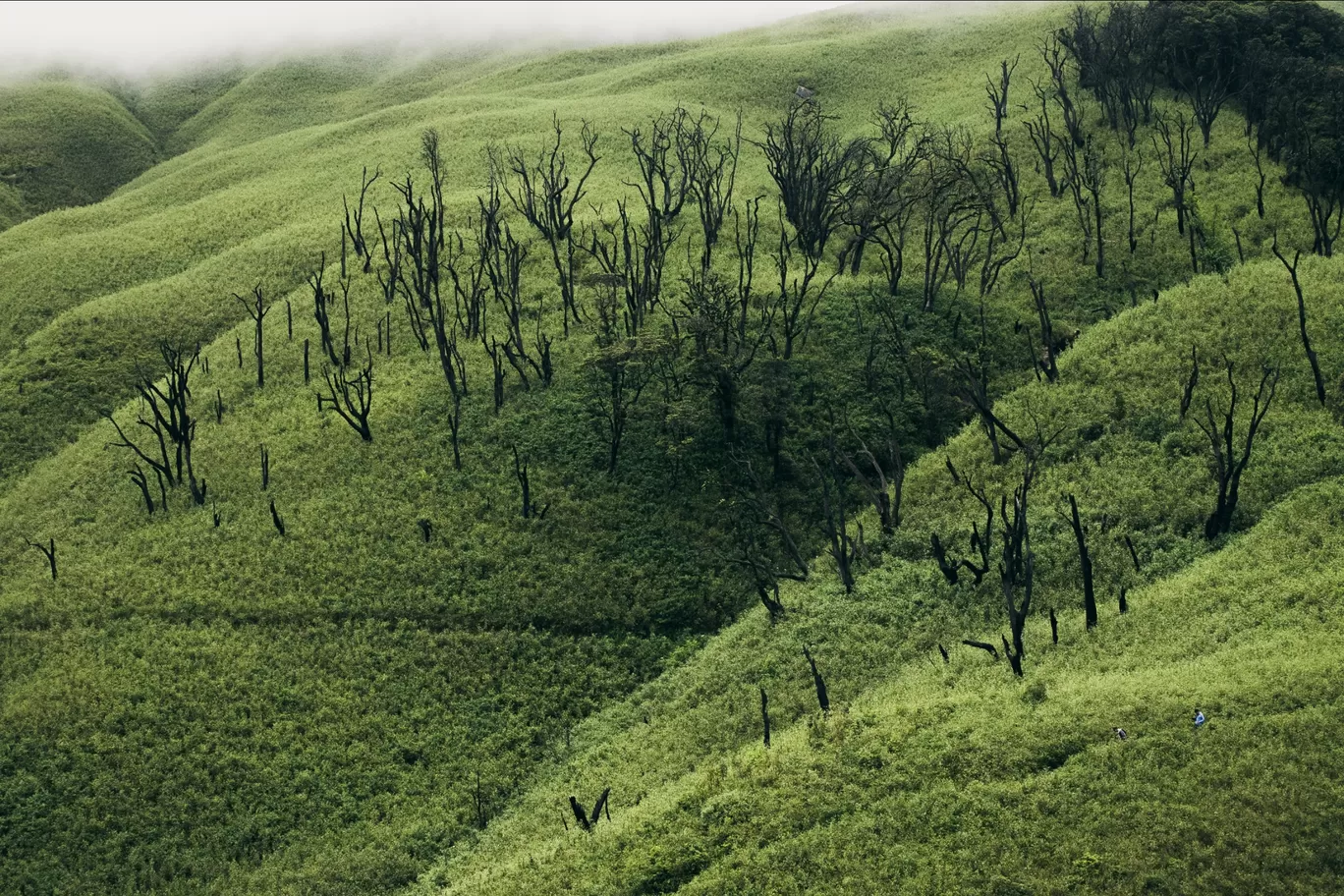 Photo of Dzükou Valley By GoutamRaj Thwdam