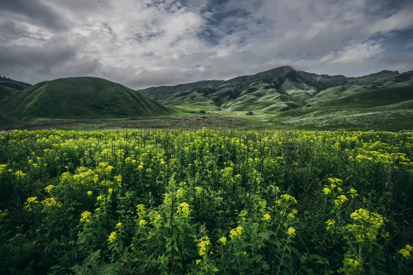 Photo of Dzükou Valley By GoutamRaj Thwdam