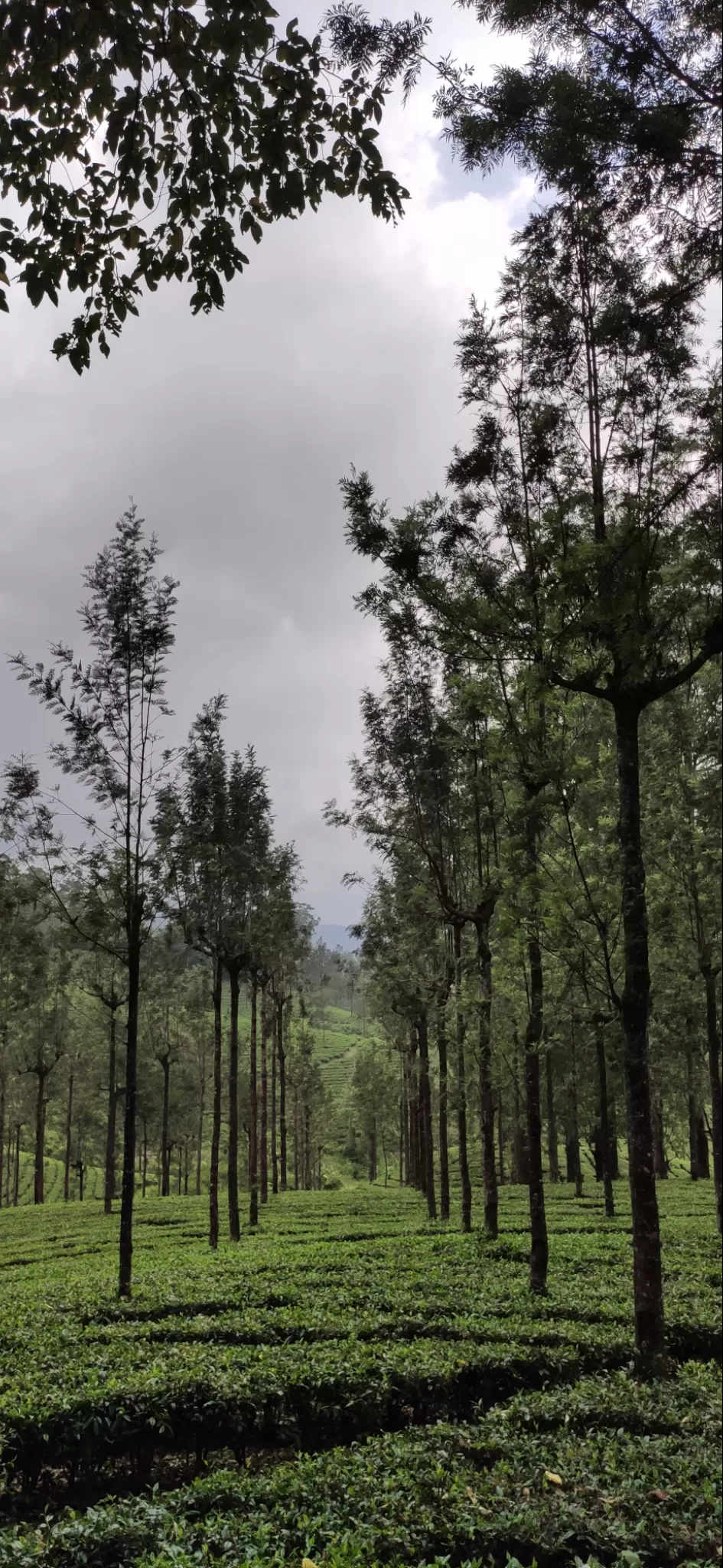 Photo of Valparai By Lohit Aravindan