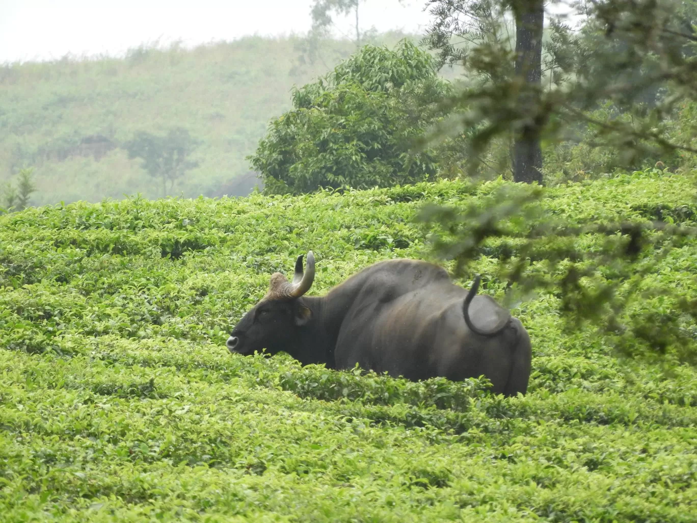 Photo of Valparai By Lohit Aravindan