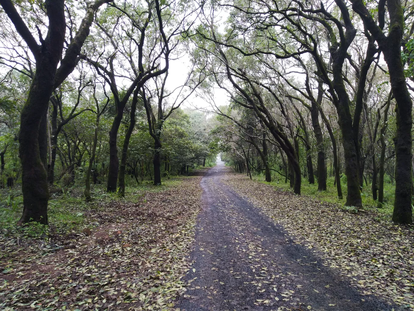 Photo of Panchmarhi Hill Station By Ankit Singh