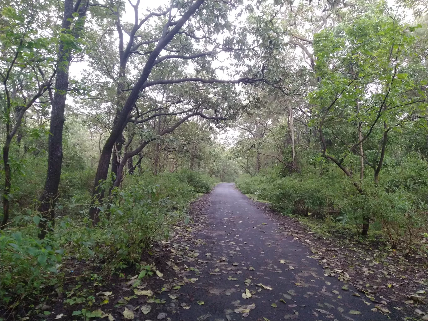 Photo of Panchmarhi Hill Station By Ankit Singh