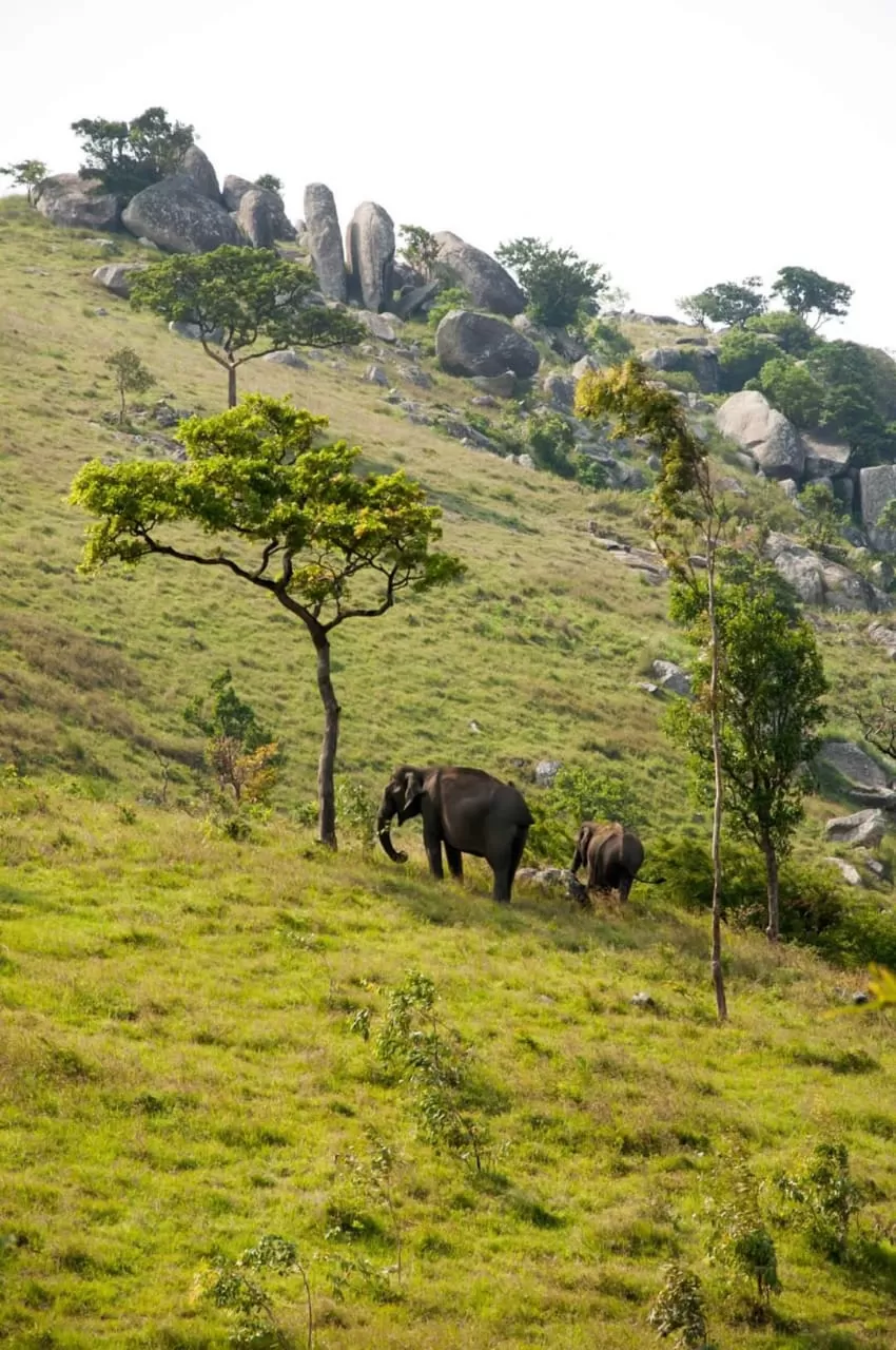 Photo of Gopalaswamy Hills Forest Guest House By Anirban Das
