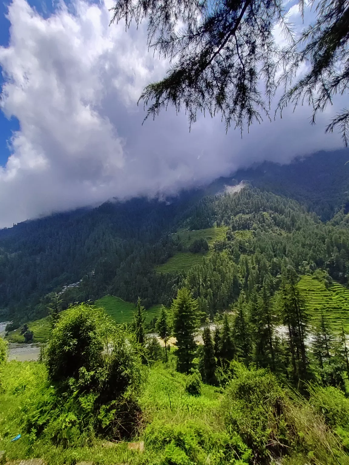 Photo of Barot Valley By Ananya Singh