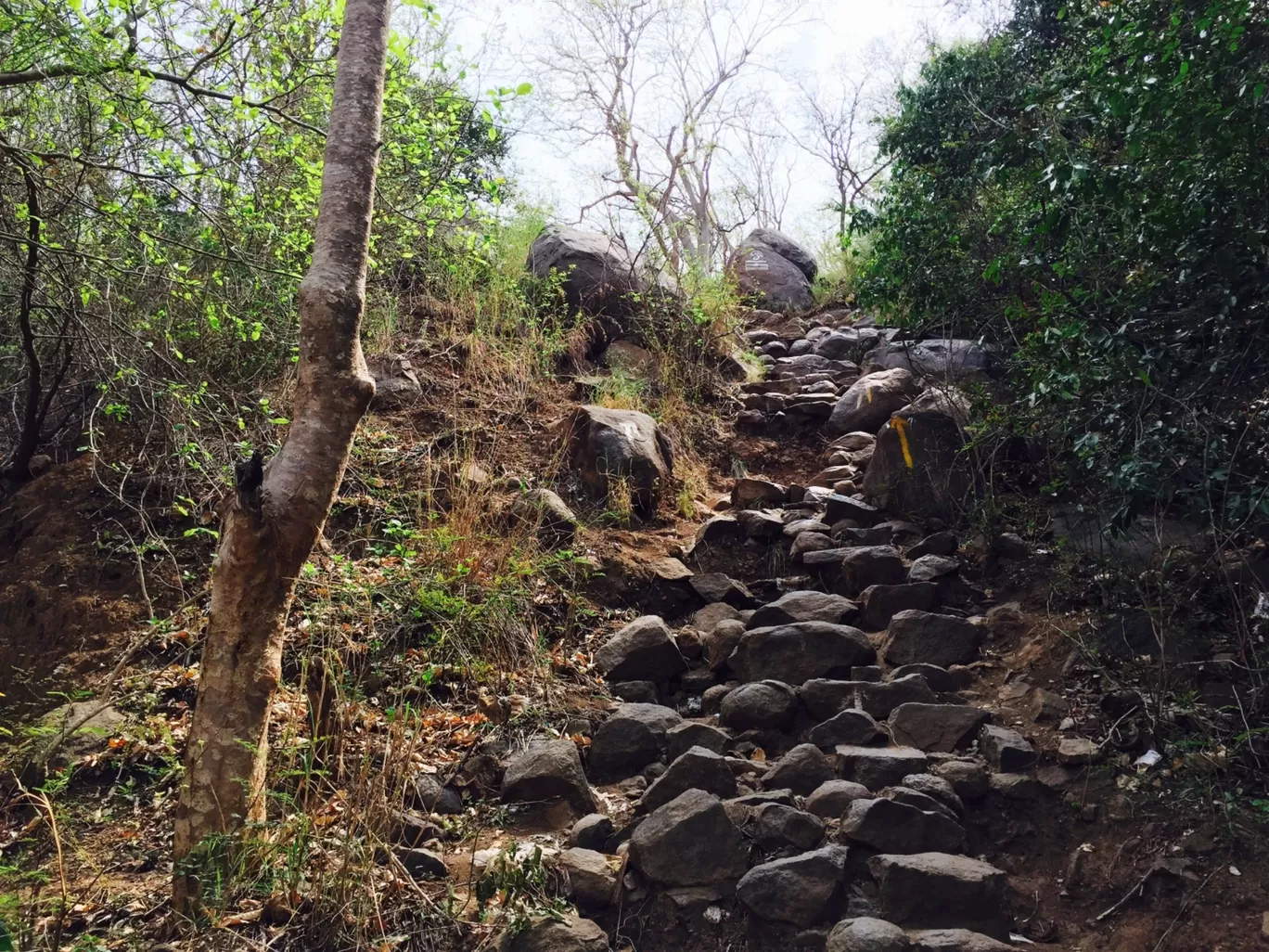 Photo of Parvathamalai Trail By Rajan Radhakrishnan