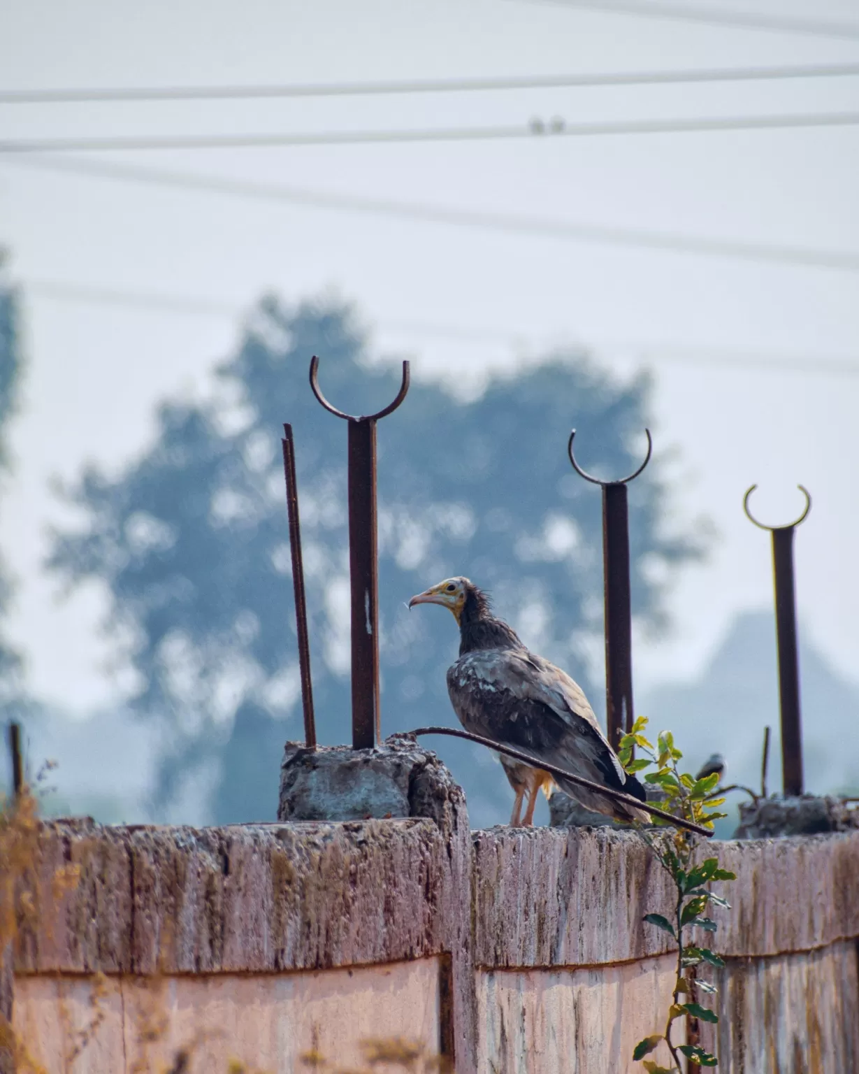 Photo of Ayodhya Nagar Bhopal By Kuldeep Lodhi