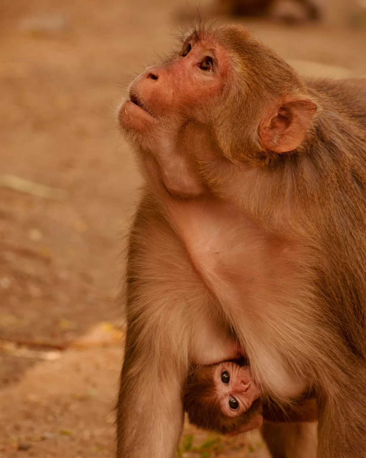 Photo of Van Vihar National Park By Kuldeep Lodhi