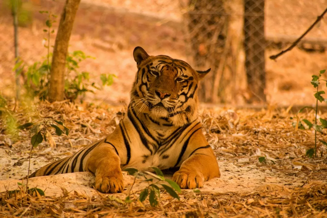 Photo of Kanha National Park By Kuldeep Lodhi