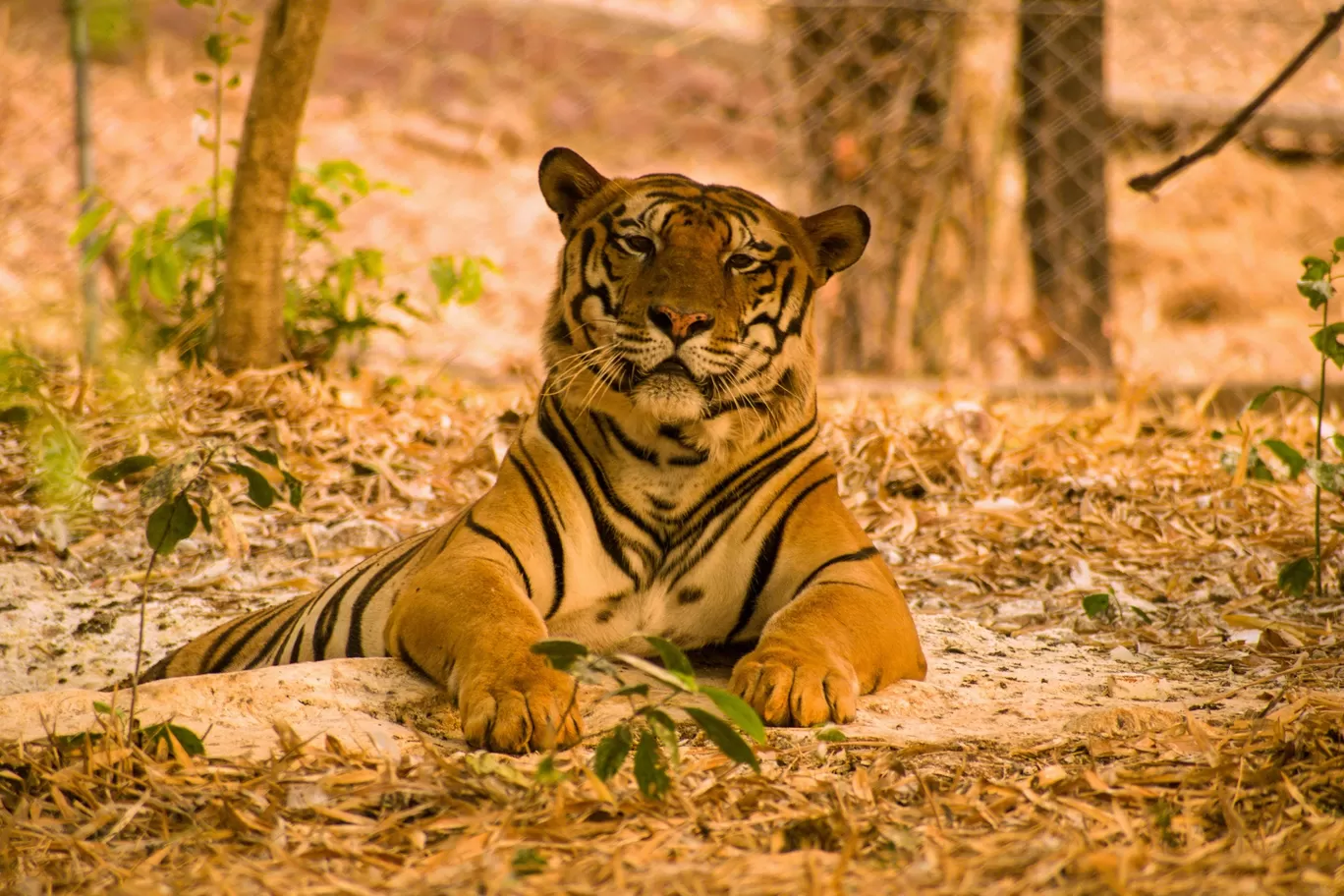 Photo of Kanha National Park By Kuldeep Lodhi