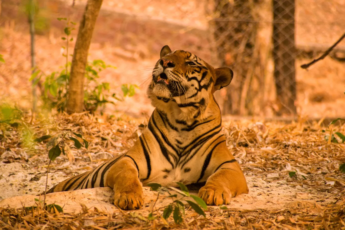 Photo of Kanha National Park By Kuldeep Lodhi