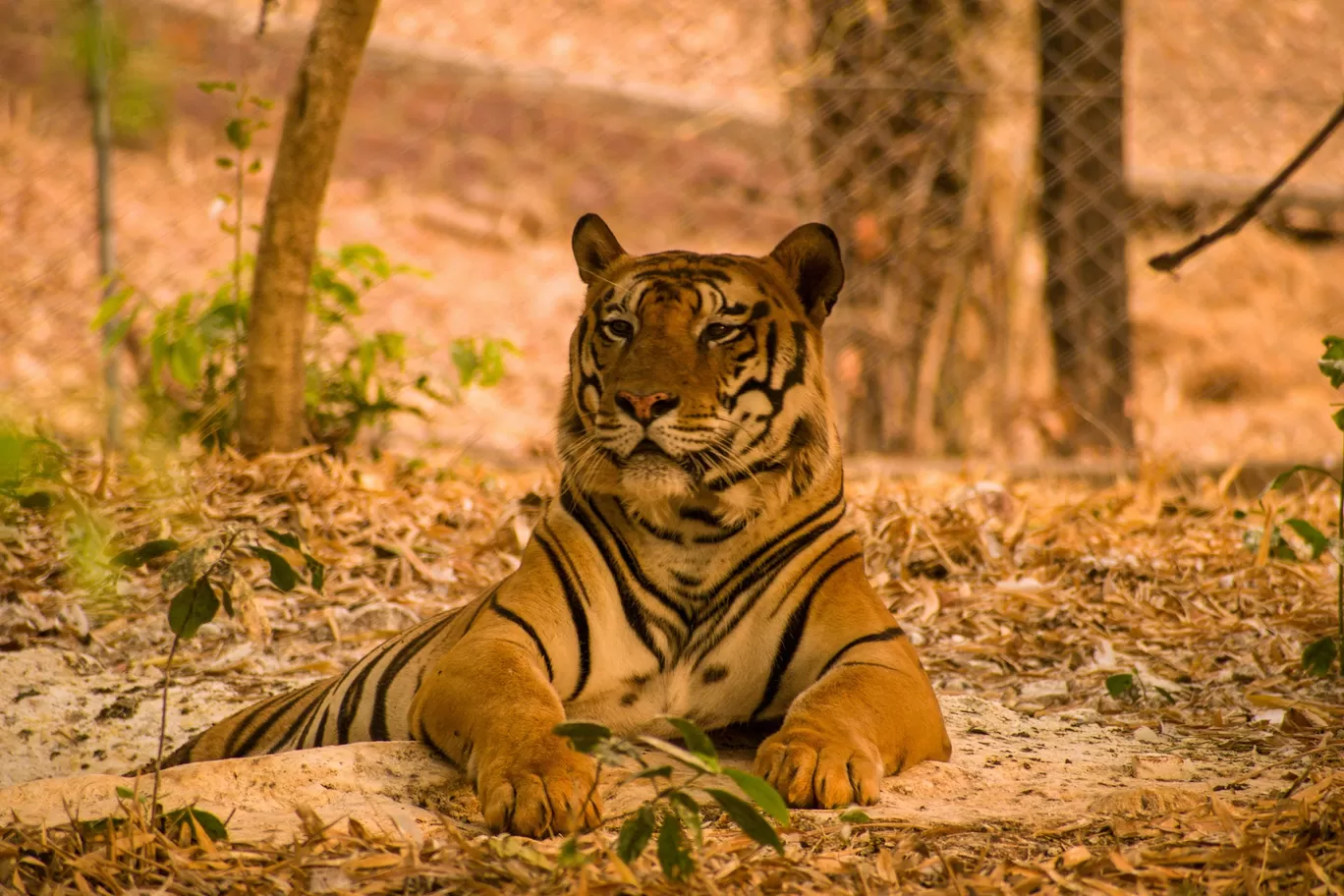 Photo of Kanha National Park By Kuldeep Lodhi