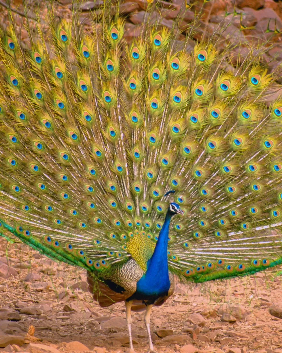 Photo of Satpura By Kuldeep Lodhi