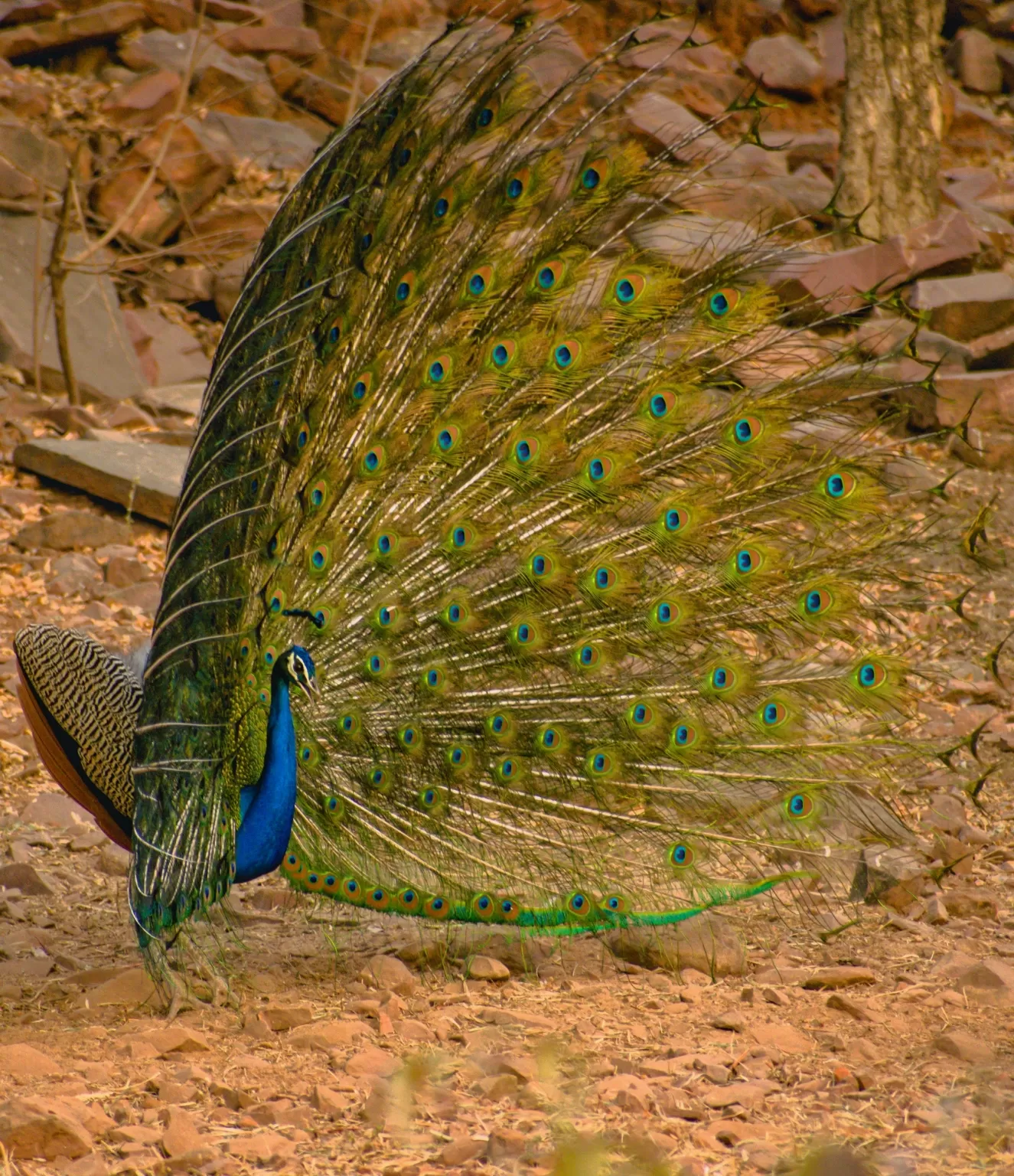 Photo of Satpura By Kuldeep Lodhi