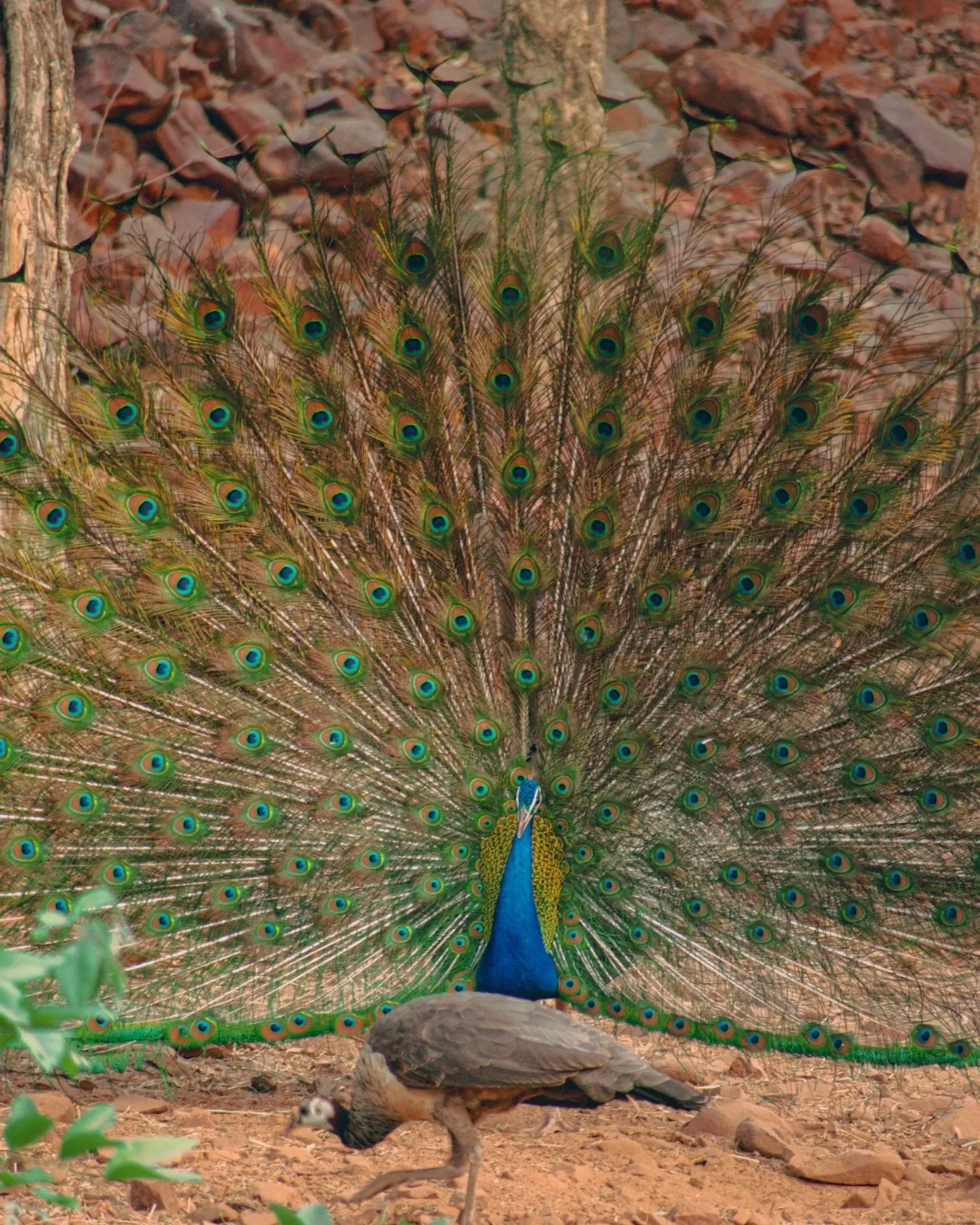 Photo of Satpura By Kuldeep Lodhi