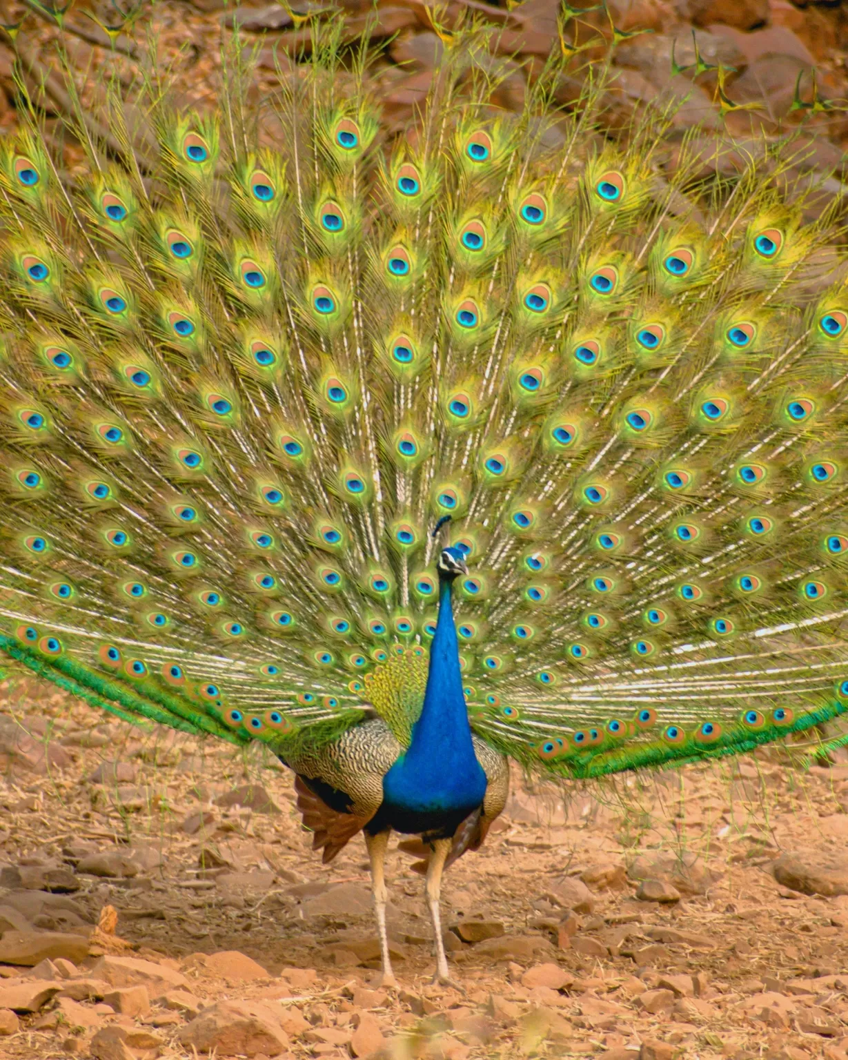 Photo of Satpura By Kuldeep Lodhi