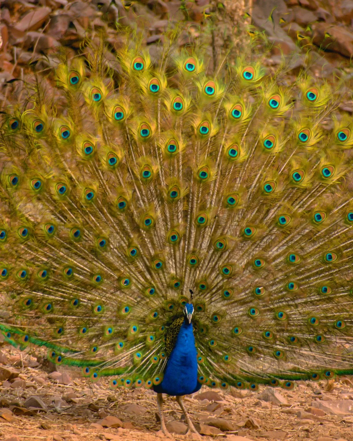 Photo of Satpura By Kuldeep Lodhi