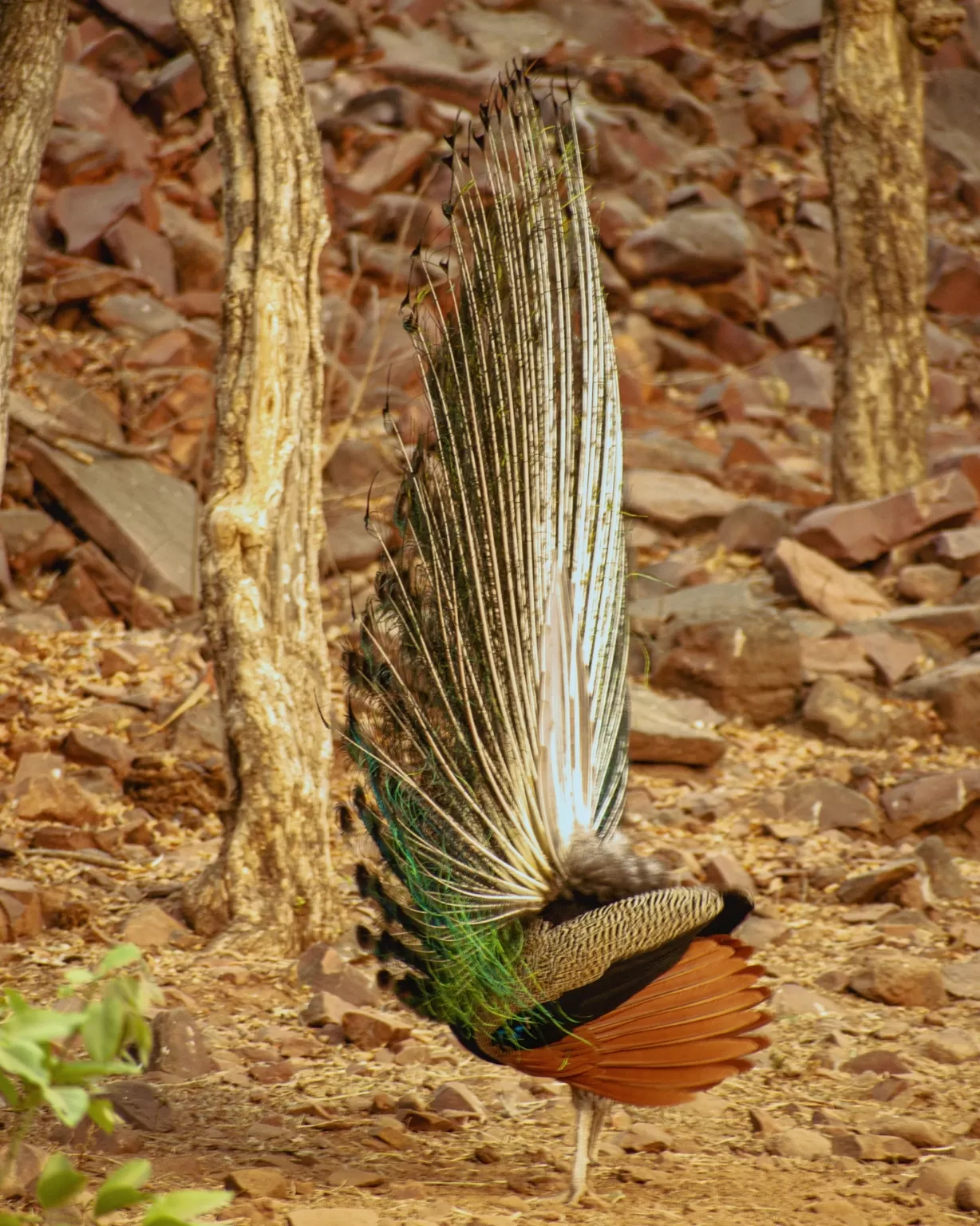 Photo of Satpura By Kuldeep Lodhi