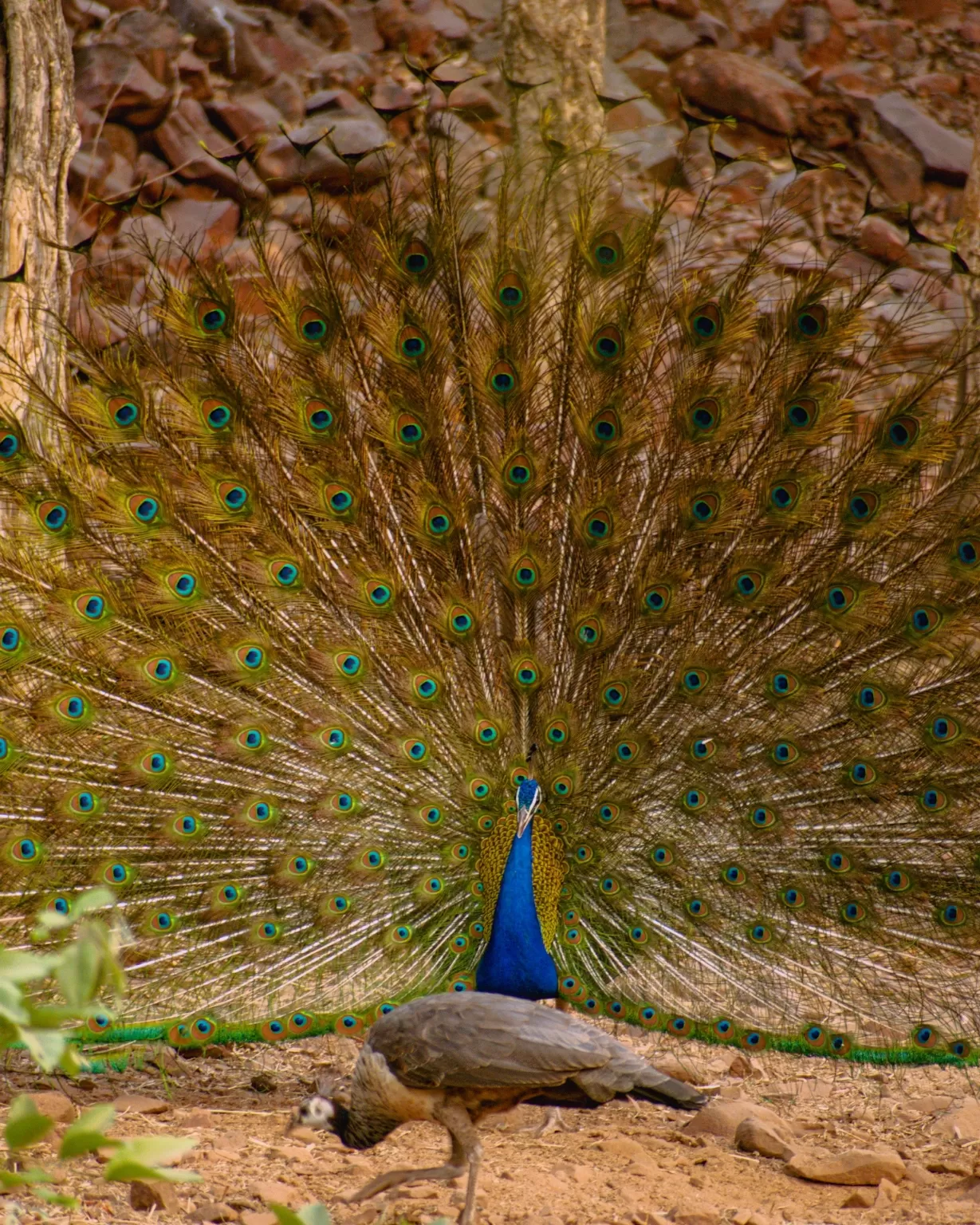 Photo of Satpura By Kuldeep Lodhi