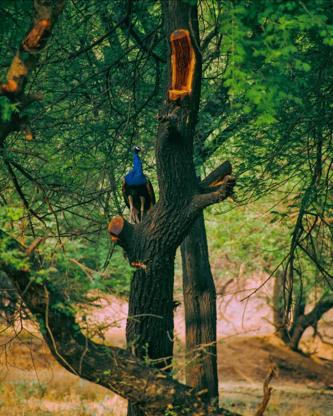 Photo of Bandhavgarh National Park By Kuldeep Lodhi