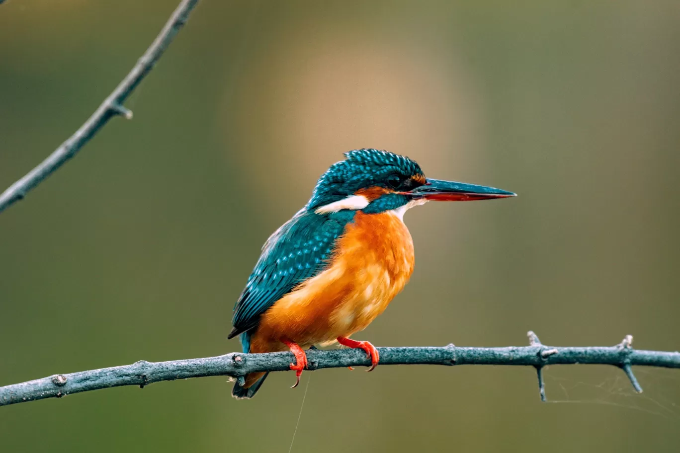 Photo of Keoladeo National Park By Kuldeep Lodhi