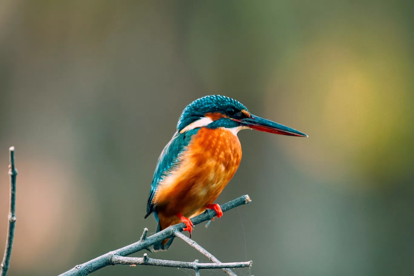 Photo of Keoladeo National Park By Kuldeep Lodhi