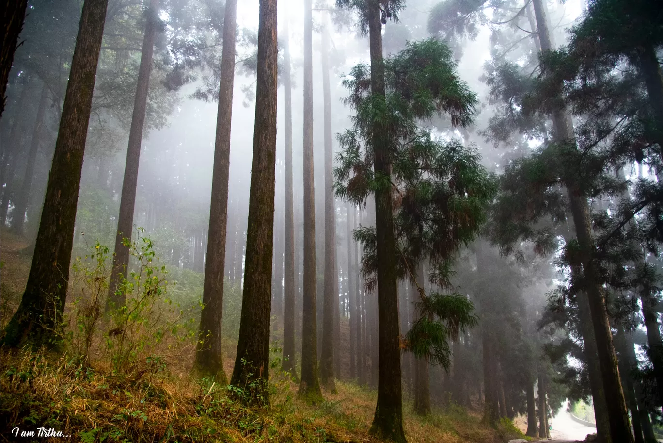 Photo of Dowhill Eco Park By Tirthankar Chandra