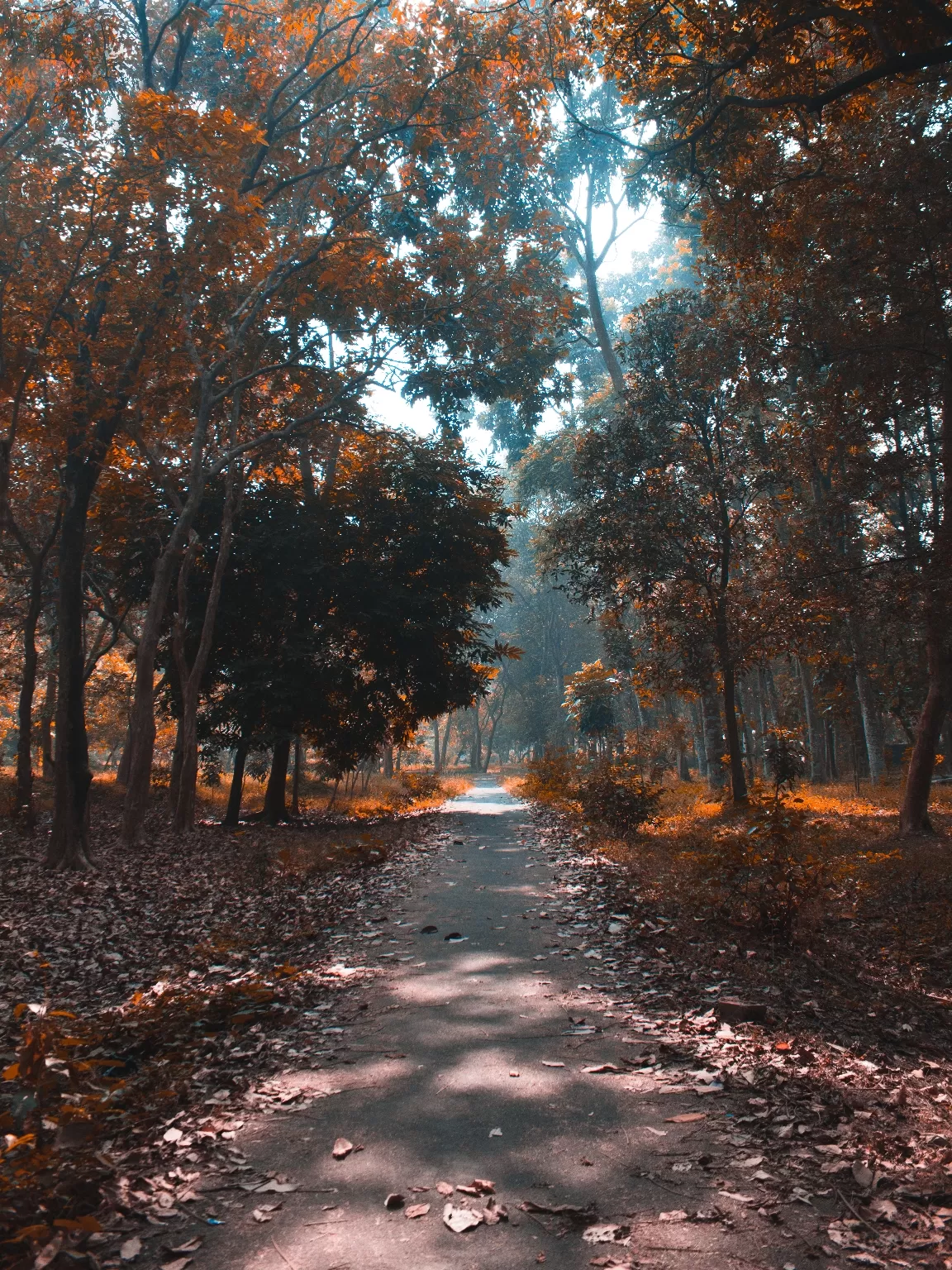 Photo of Central Park By Yudhajit Dey