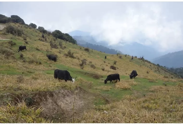 Photo of Sandakphu By sandip mitra