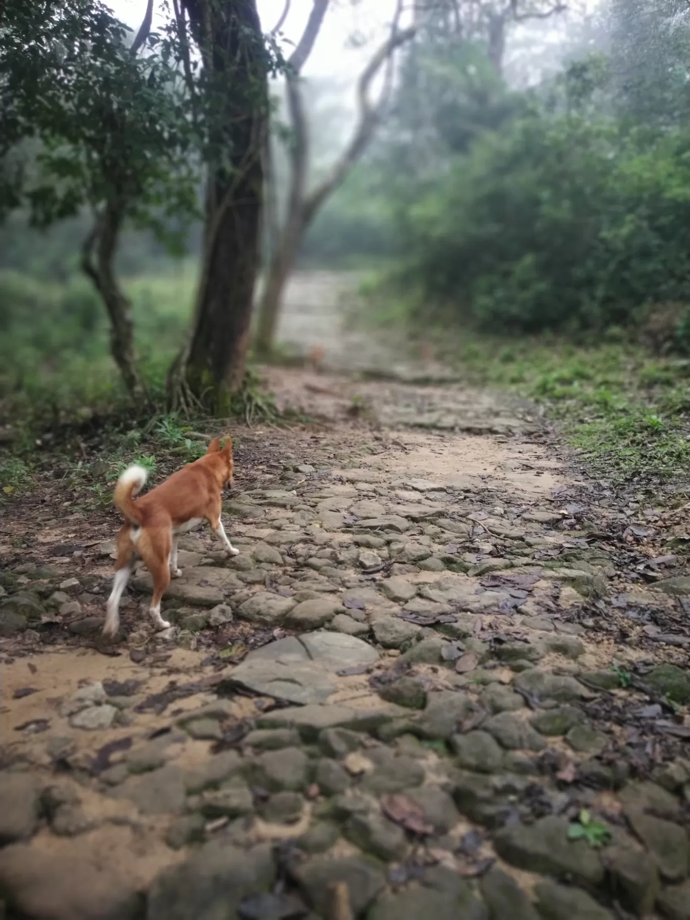 Photo of Kavaledurga Fort By Ravi R Prabhu