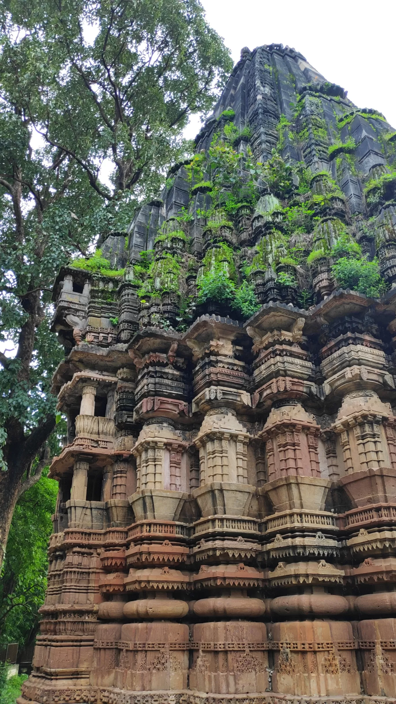 Photo of POLO FOREST By Sheo Ouseph