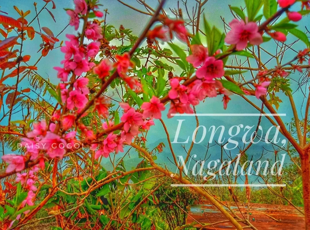 Photo of Nagaland By Daisy Gogoi