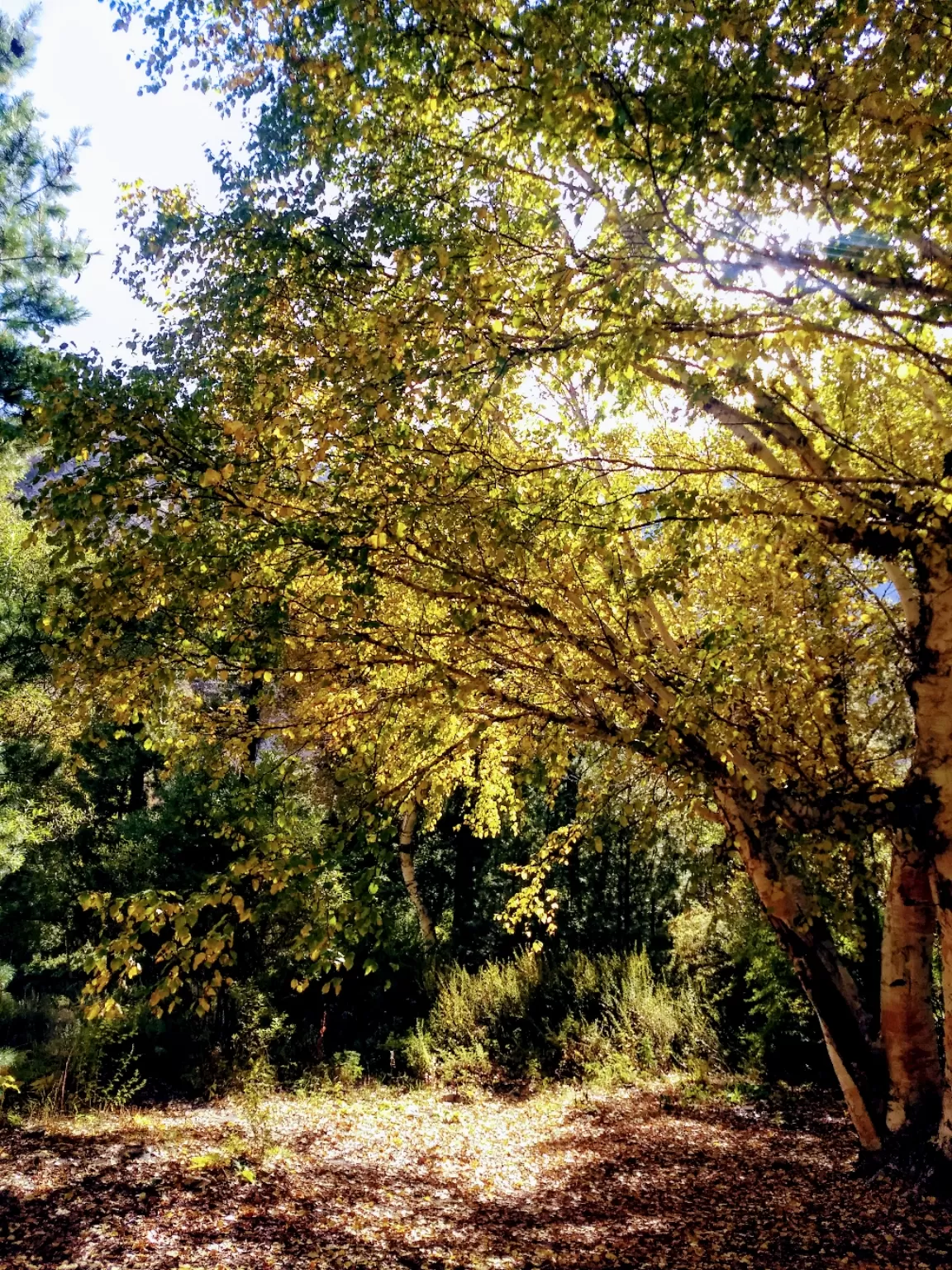 Photo of Gangotri By Parivallal PP
