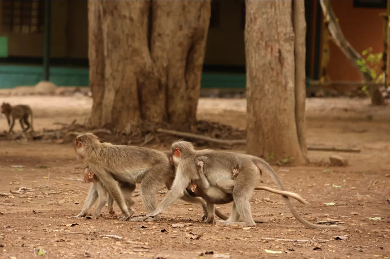 Photo of Galibore Nature Camp - Junglelodges and Resorts By Koushik Dhar