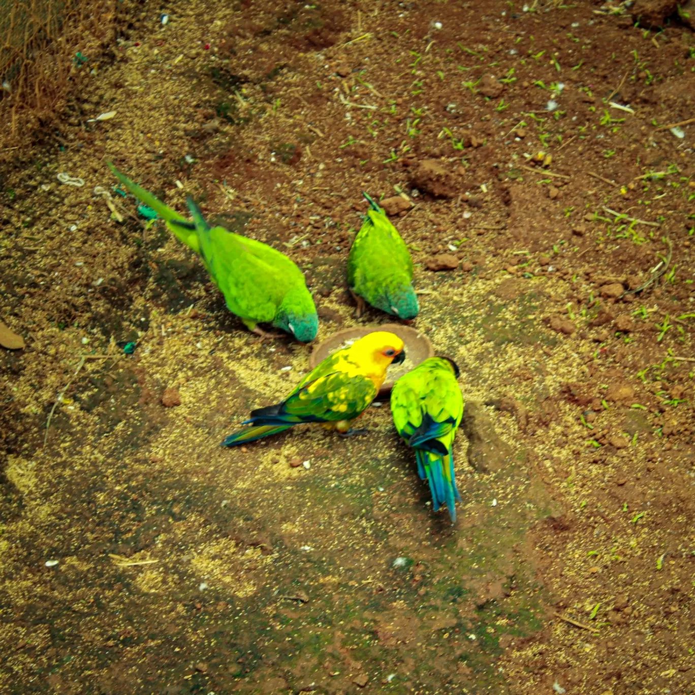 Photo of Fundera park - Birds park By Koushik Dhar