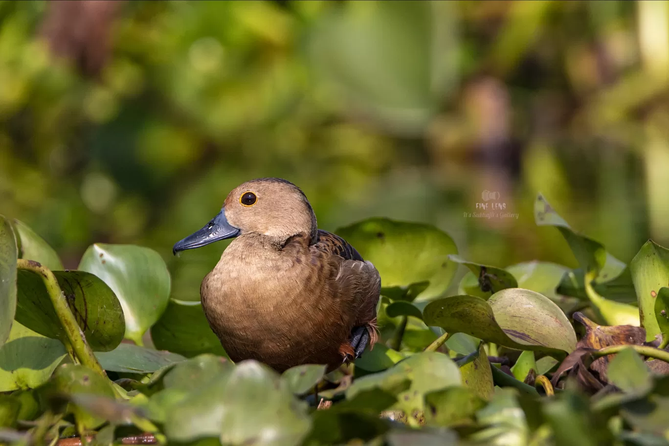 Photo of Chupi By Suvhojit Khan