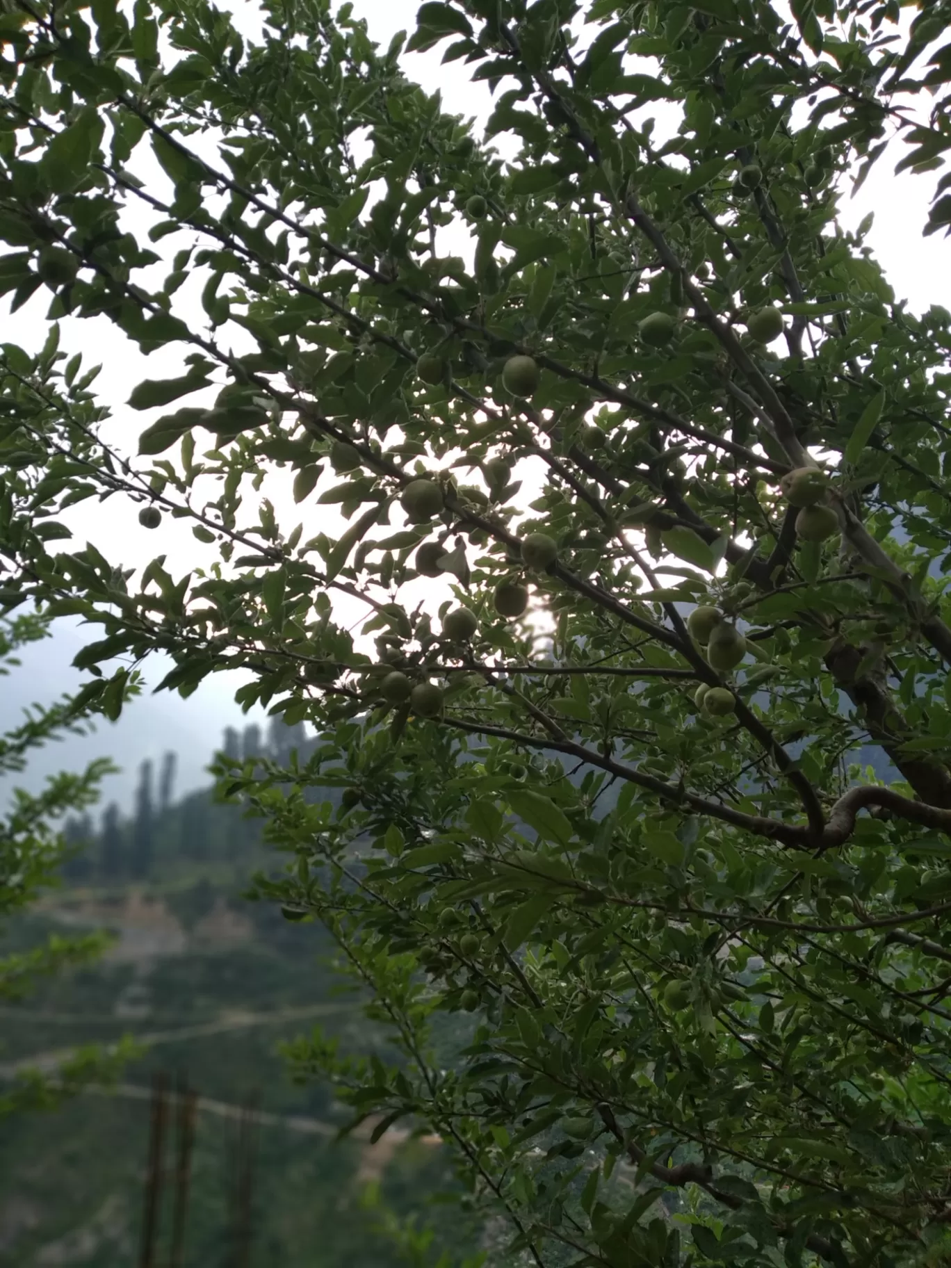 Photo of Parvati Valley By Vishal Chauhan