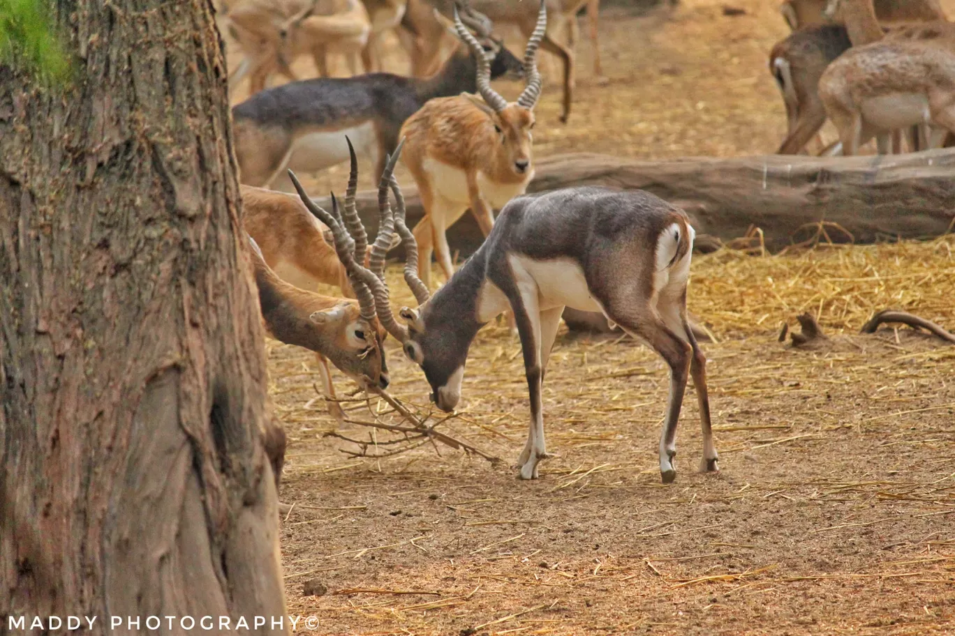 Photo of Zoological Park By DLS OFFICIAL