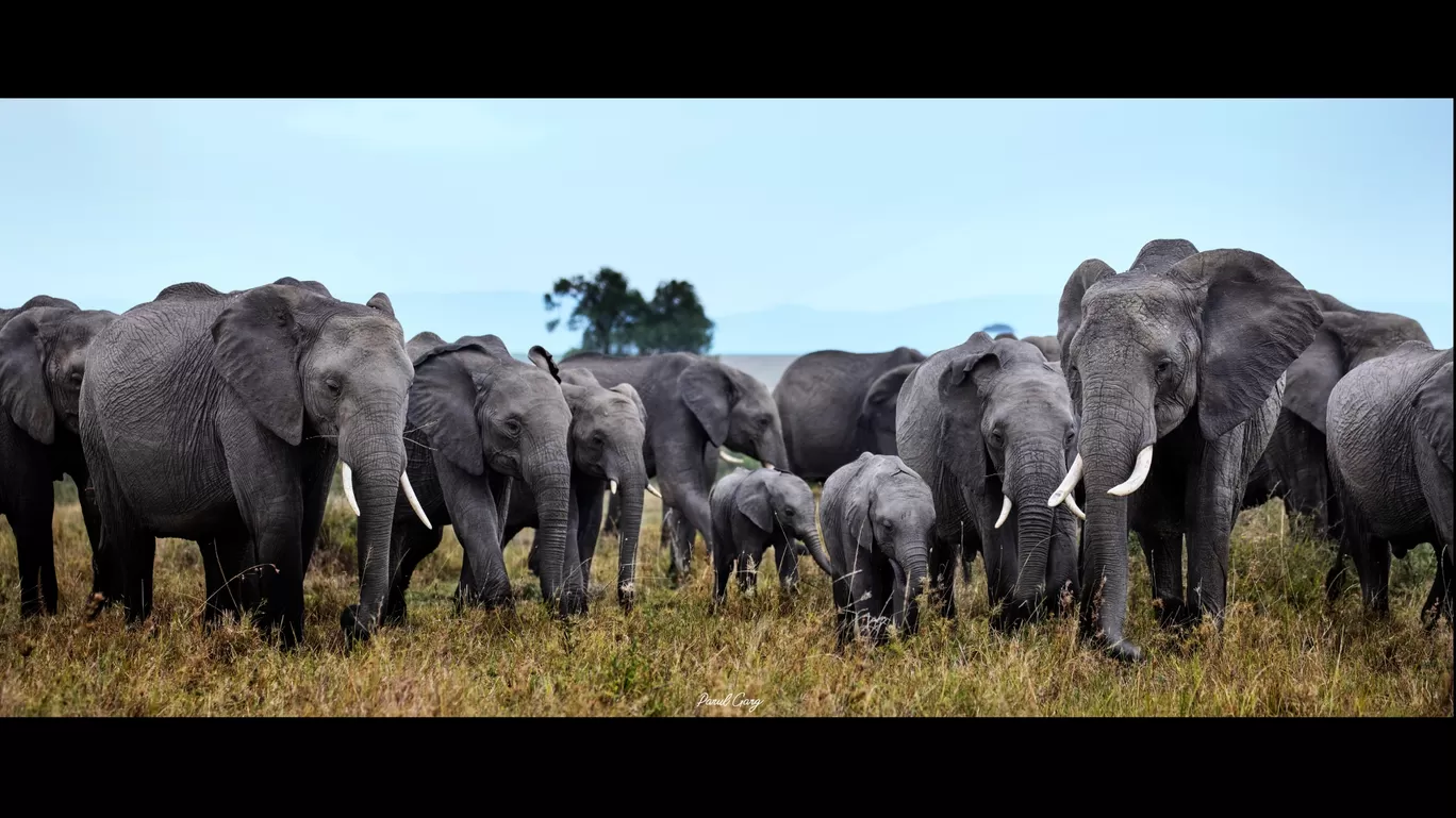 Photo of Maasai Mara National Reserve By Parul Garg