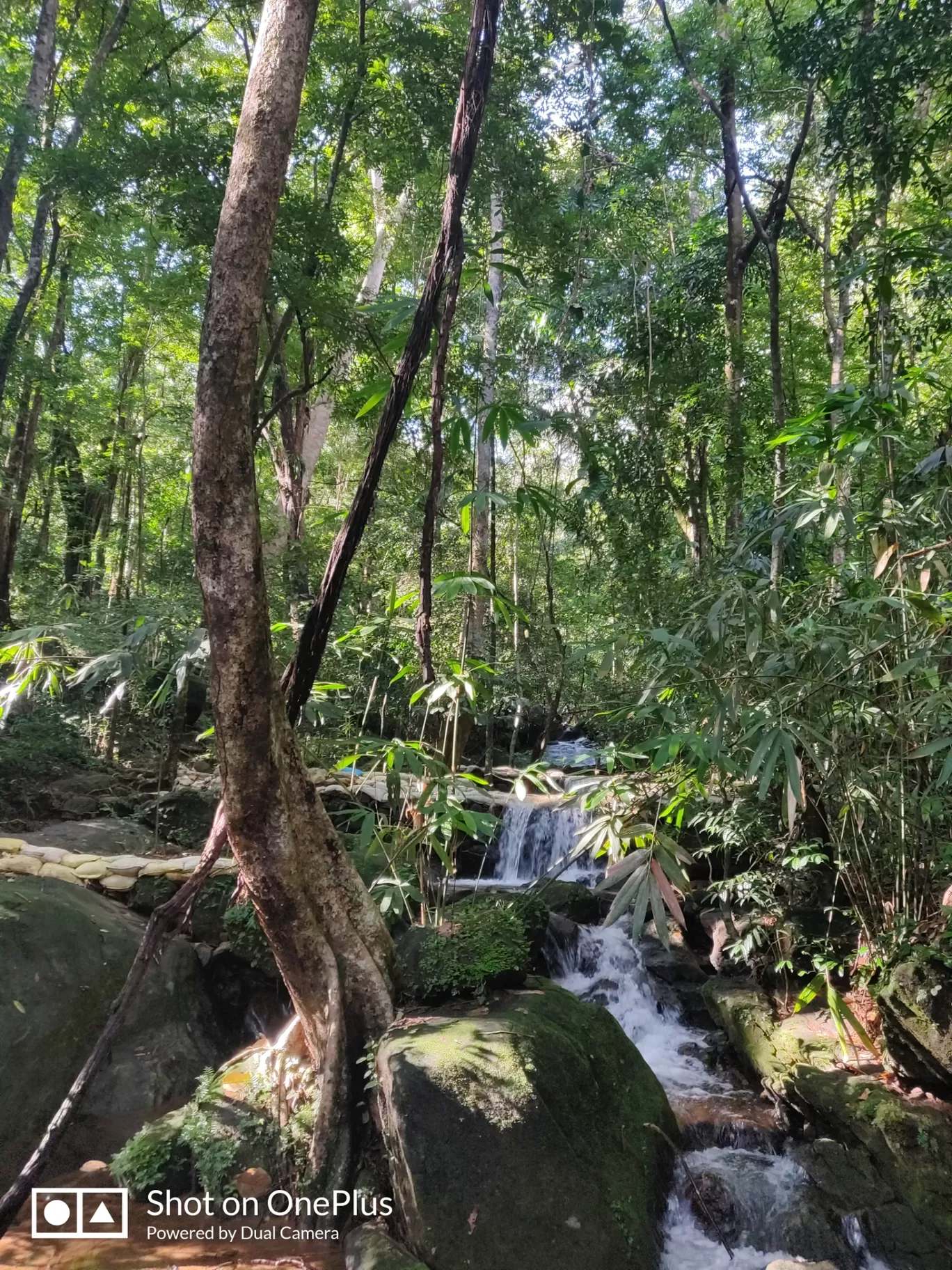 Photo of Thommankuthu Waterfalls By Vivek Josh