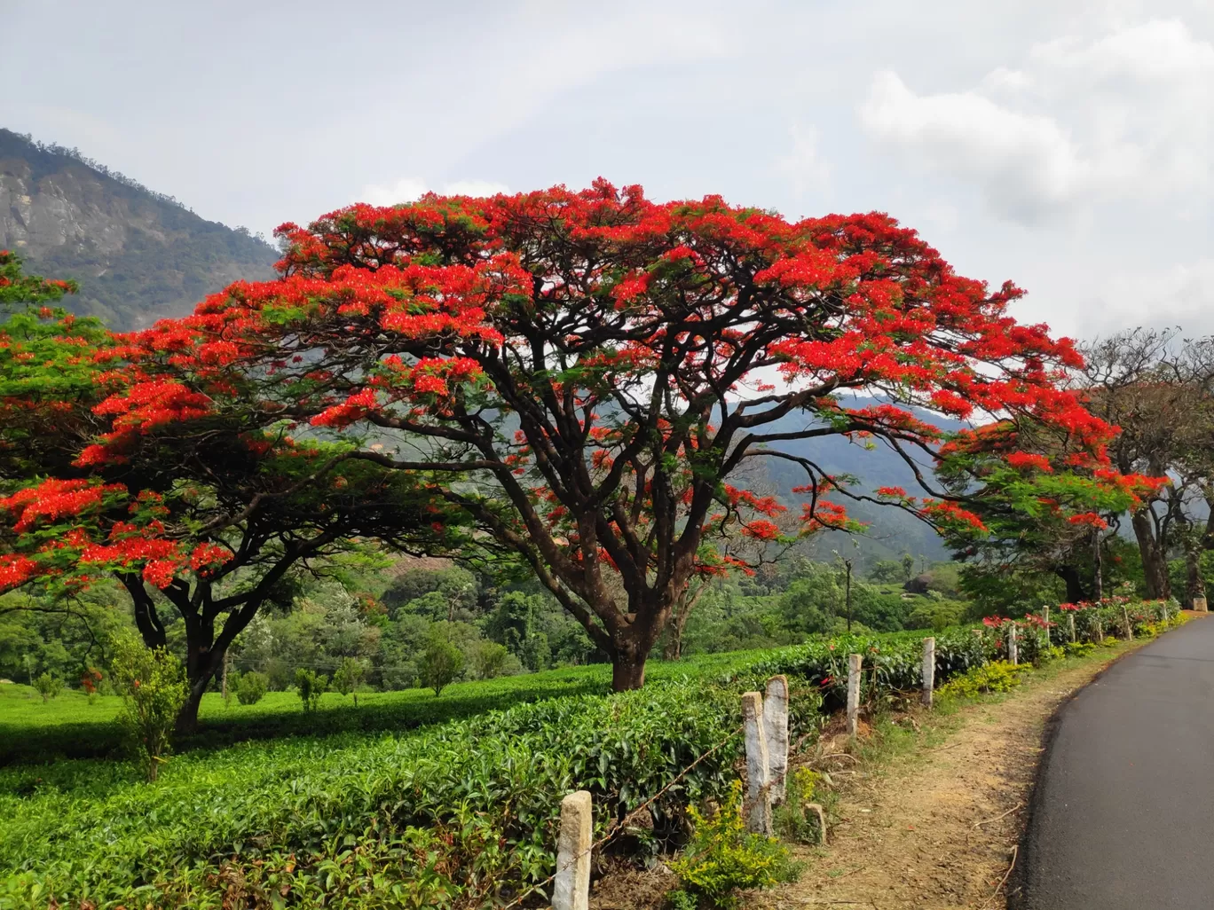 Photo of Munnar