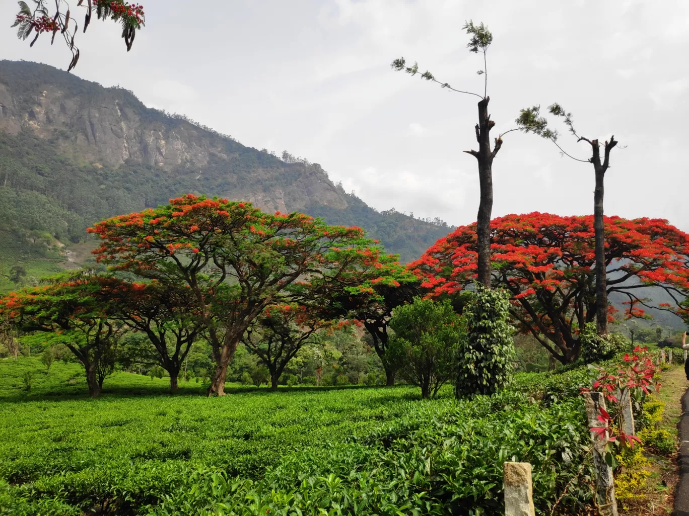 Photo of Munnar