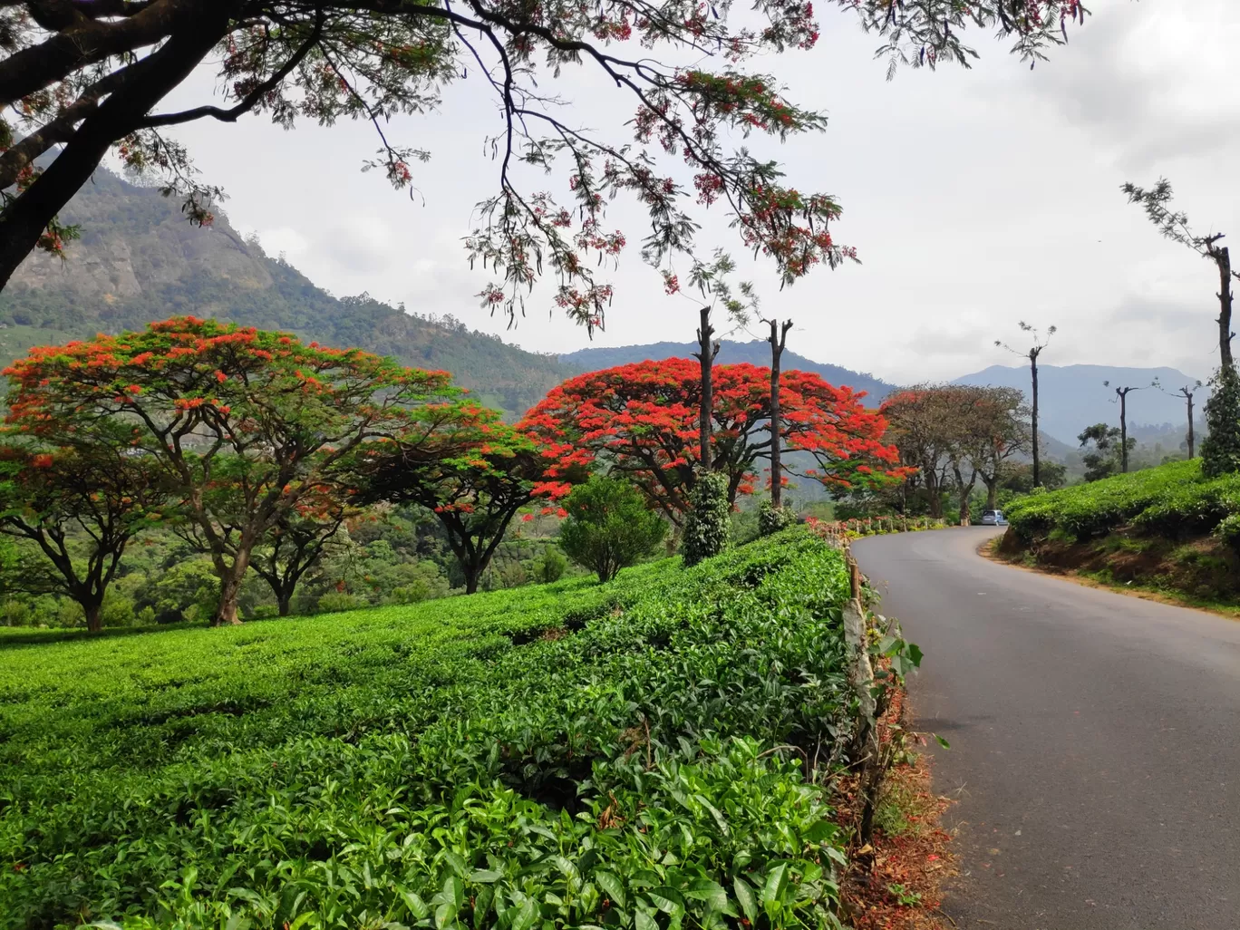 Photo of Munnar