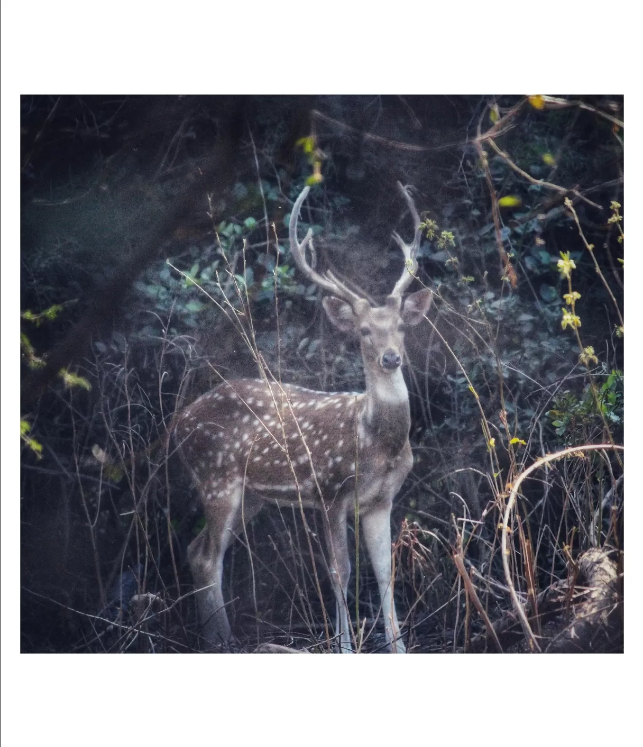 Photo of Gir National Park By Mrinmayee Shelgikar